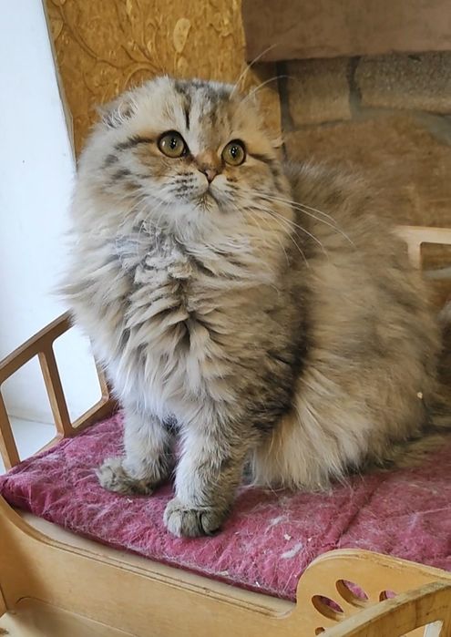 Мальчик золотой шиншилла фолд