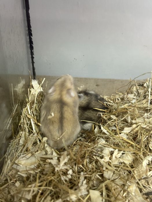 Хомяки хлопчики та дівчатка