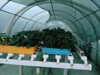 Vendo plantas de physalis