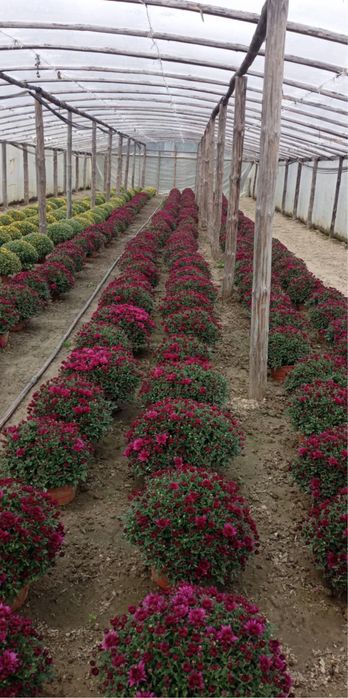 Chryzantemy różne kolory