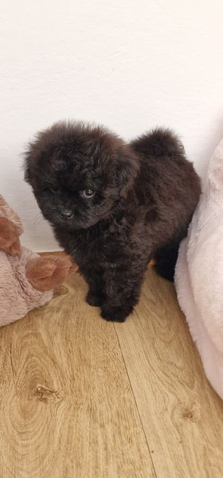 Pomapoo,  suczka