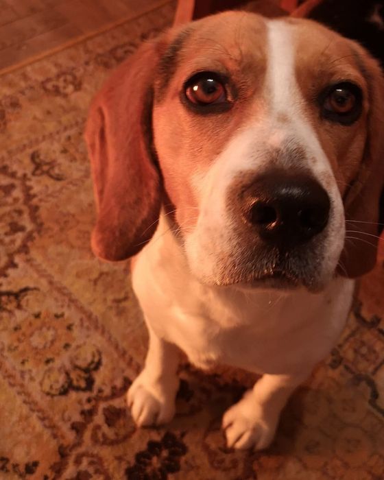 Beagle para acasalar