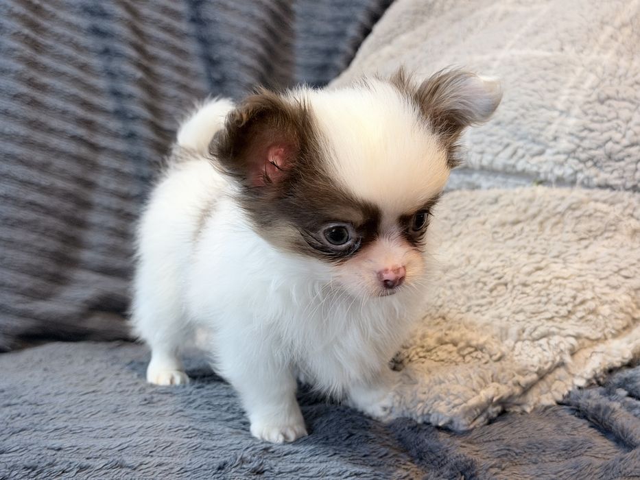 Chihuahua piesek bialo czekoladowy