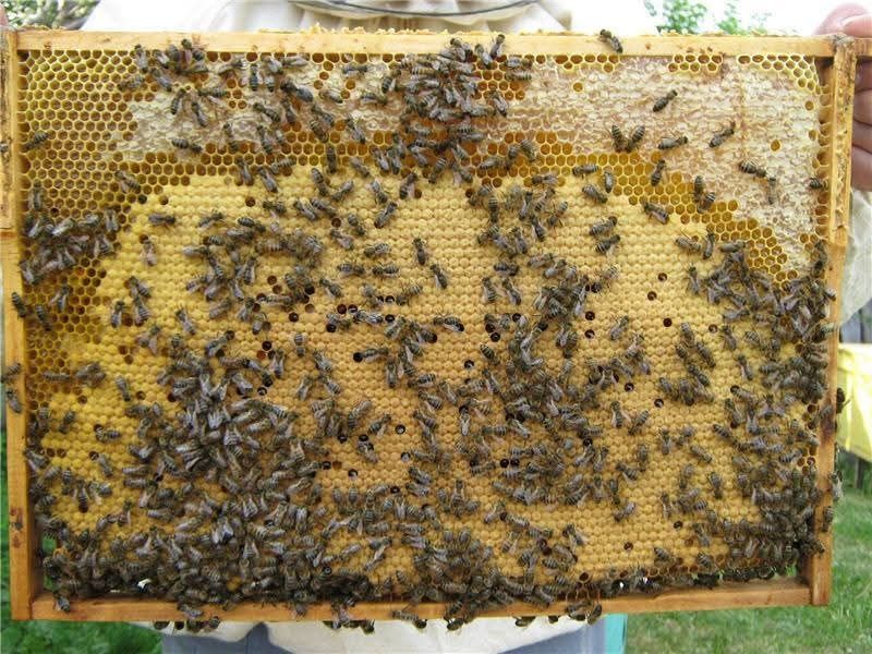 Продам бджолопакети на 300-ту рамку на 4 рамки