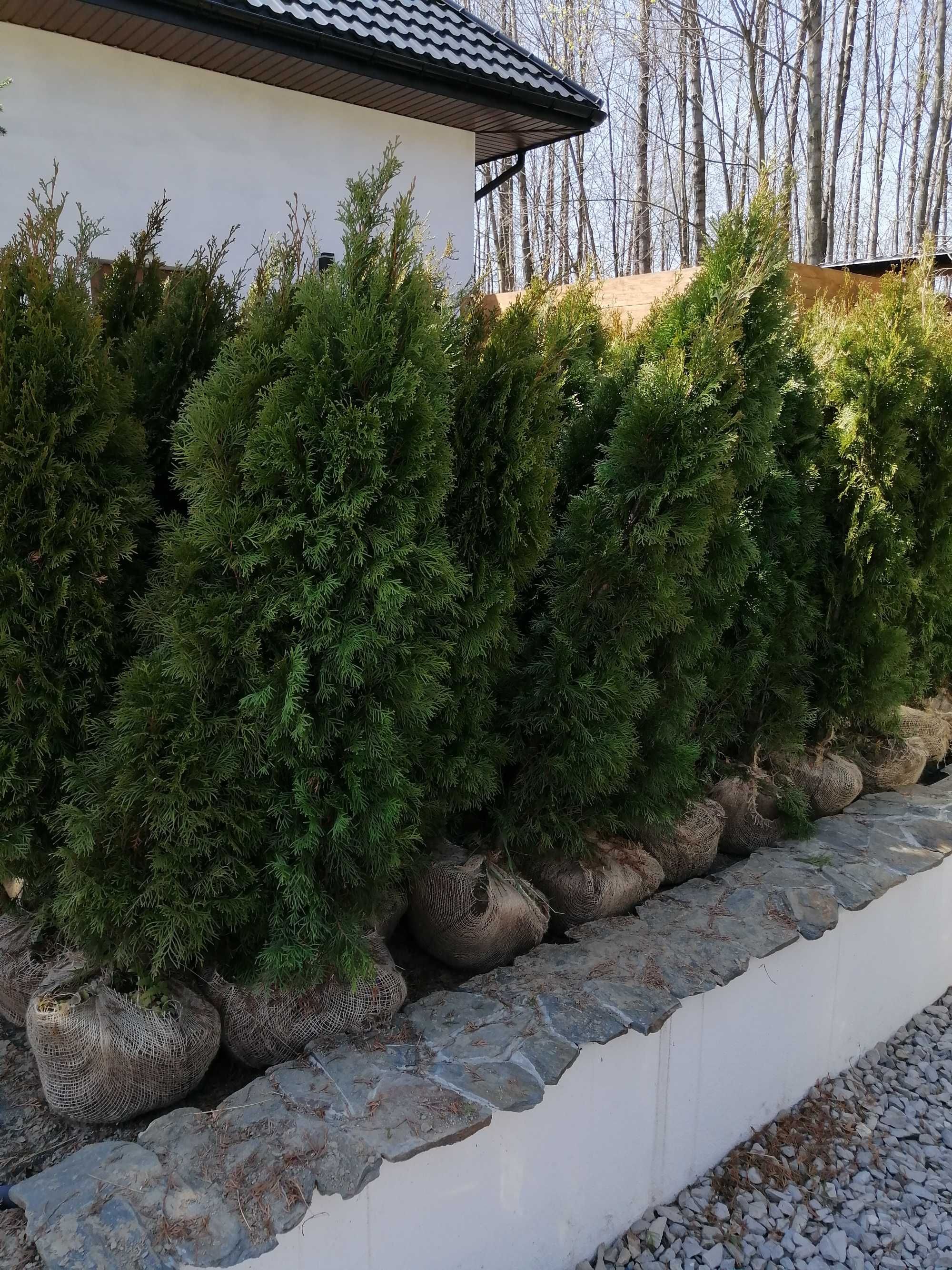 Thuja Szmaragd 170 - 180 cm NAJTANIEJ