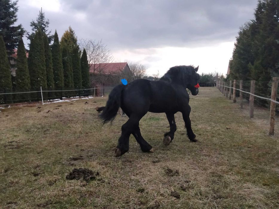 Ogier sokólski Uroczy kategoria A