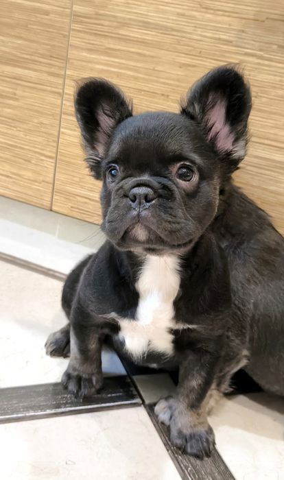 Французький бульдог. Дівчинка!