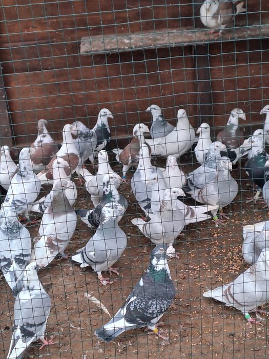 Golebie staropolskie