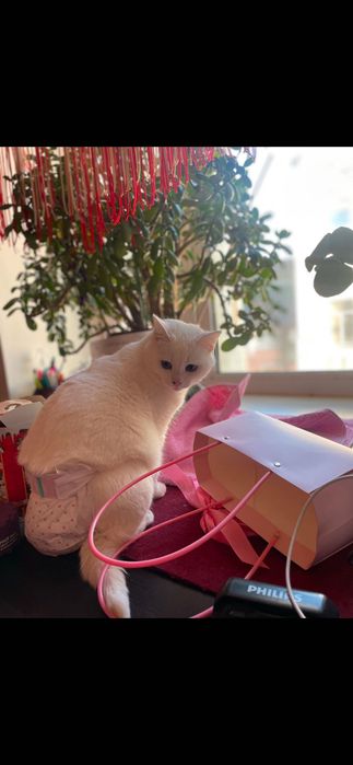 Приму в дар памперсы для котейки , 3 размера