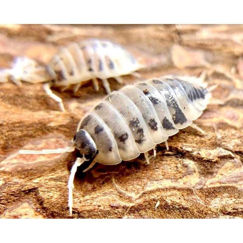 Isopods variados Trichorhina Porcellio Cubaris Terrário Paludário