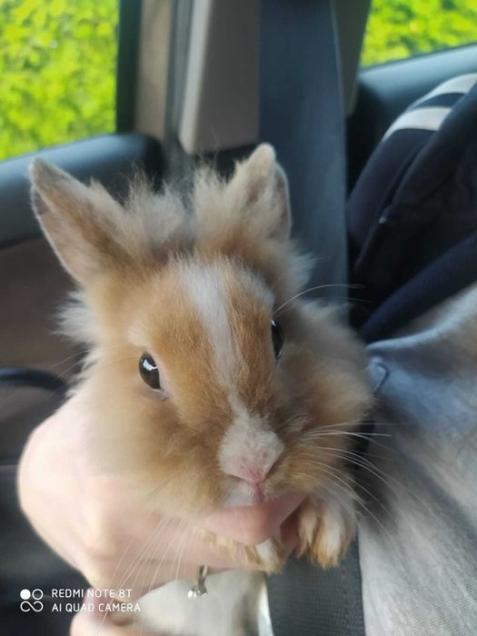 Sprzedam karzełka Teddy oraz samczyka  Teddy