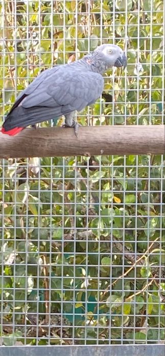 Papagaio cinzento adulto