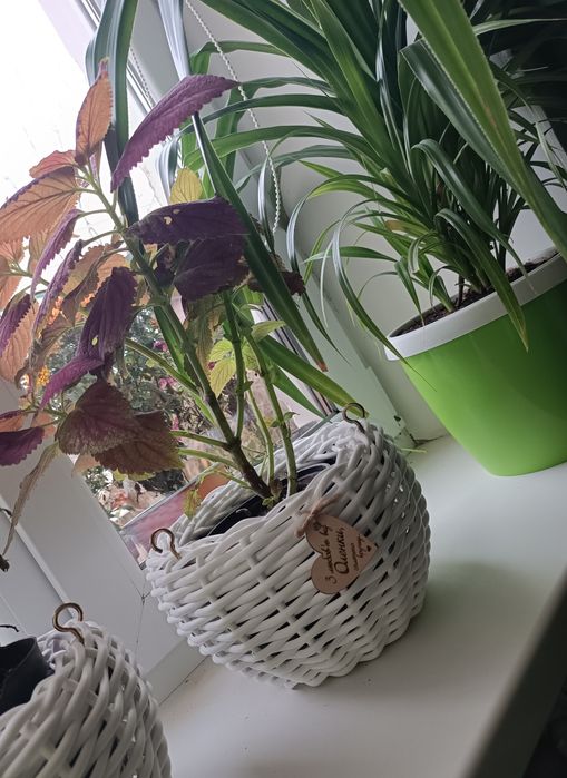 Вазони, кашпо з ротангу, власного плетіння