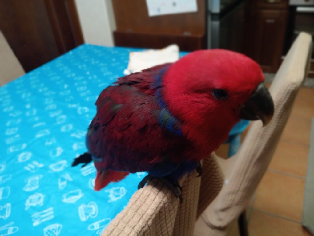 Papagaio Ecletus (Fêmea)