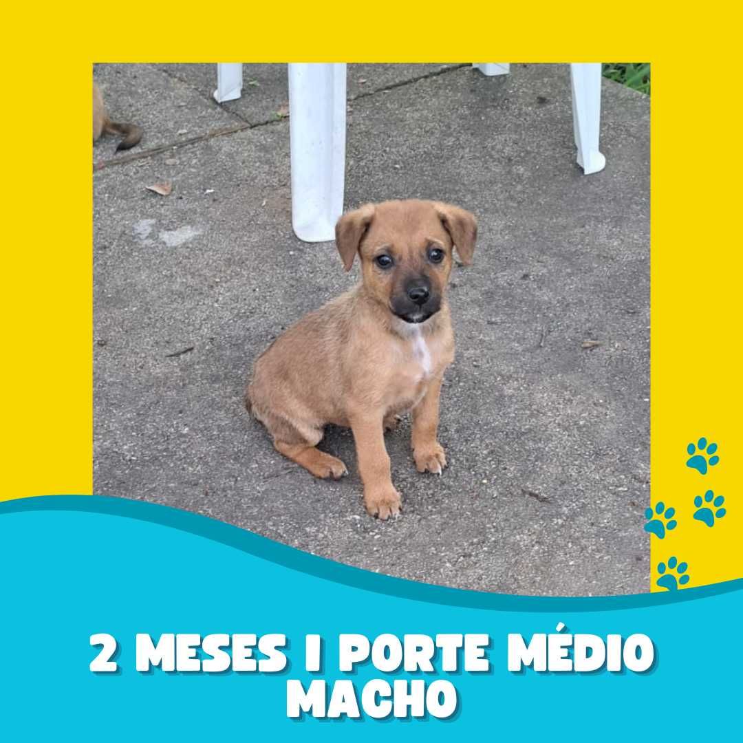 Bebés macho porte médio 3 meses