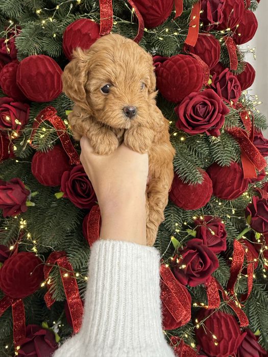 Красиві цуценятка мальтипу