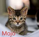 Mojo Pilnie Szuka Domu !