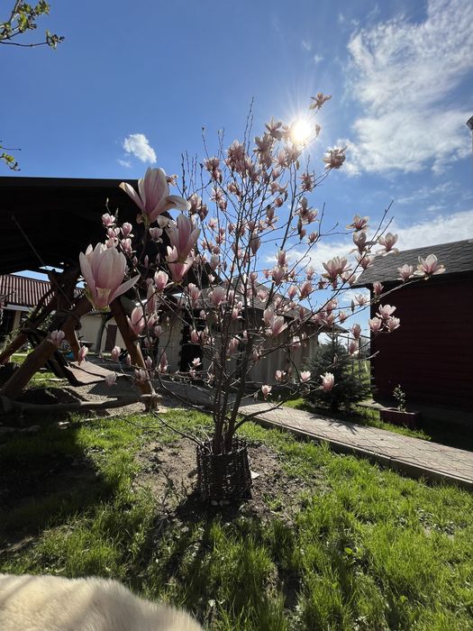 Садиба/котедж «Кароліна» подобово/довгострокова , є дати на Новий Рік