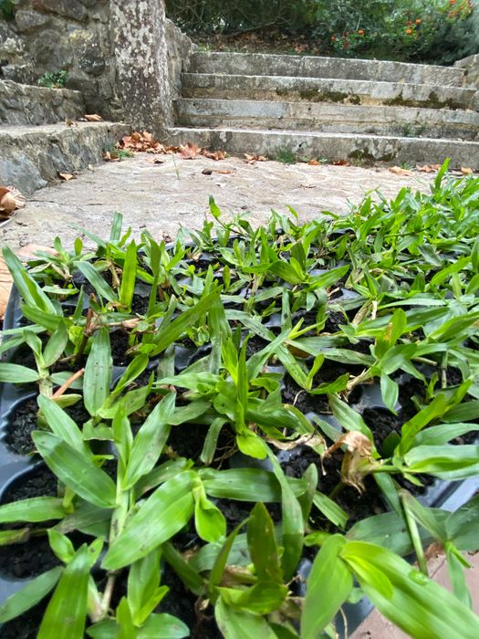 Relva Brasileira Natural de Alta Qualidade - Com Colocação/Entrega
