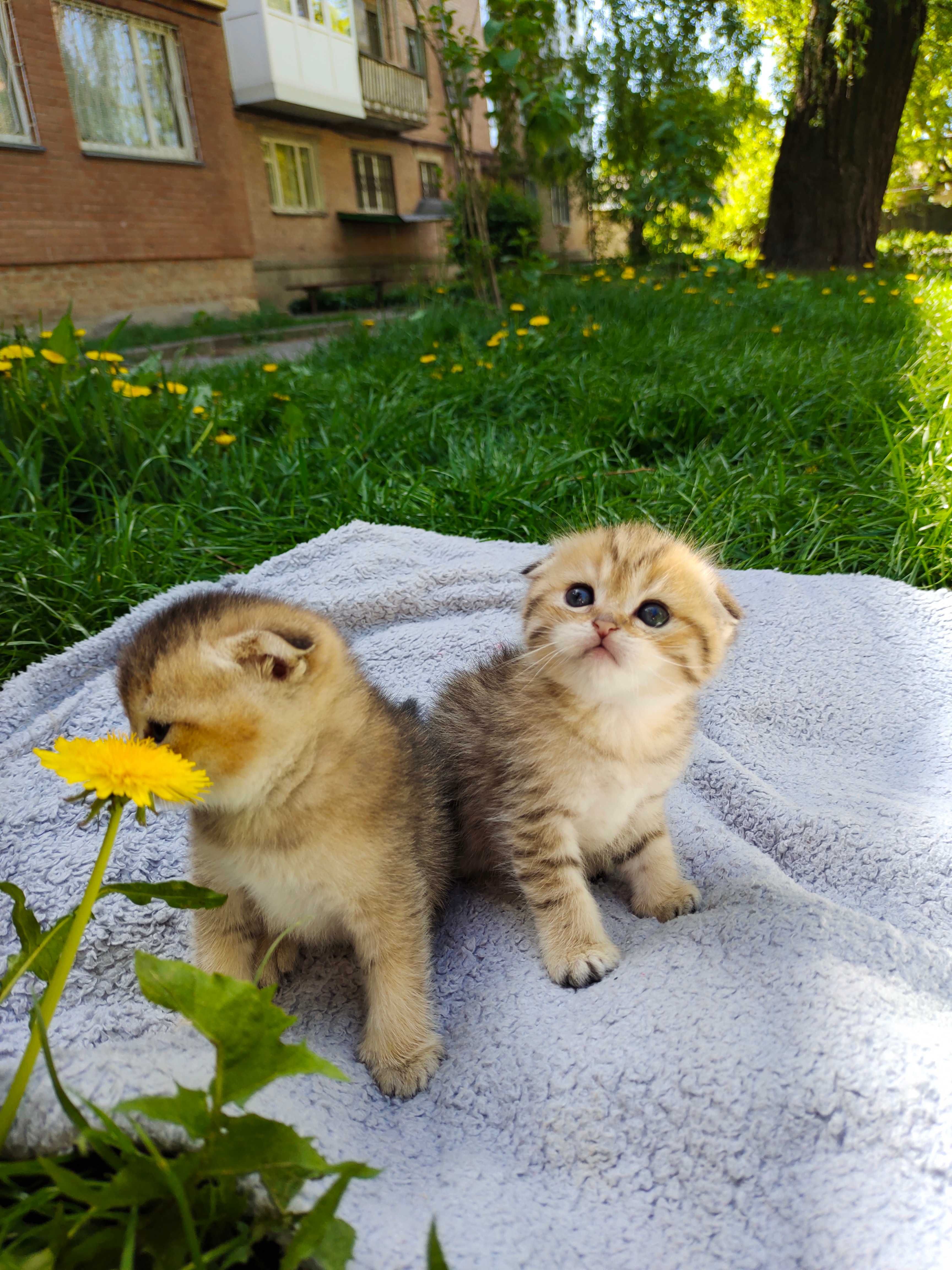 Кошеня золотиста шиншила дівчинка