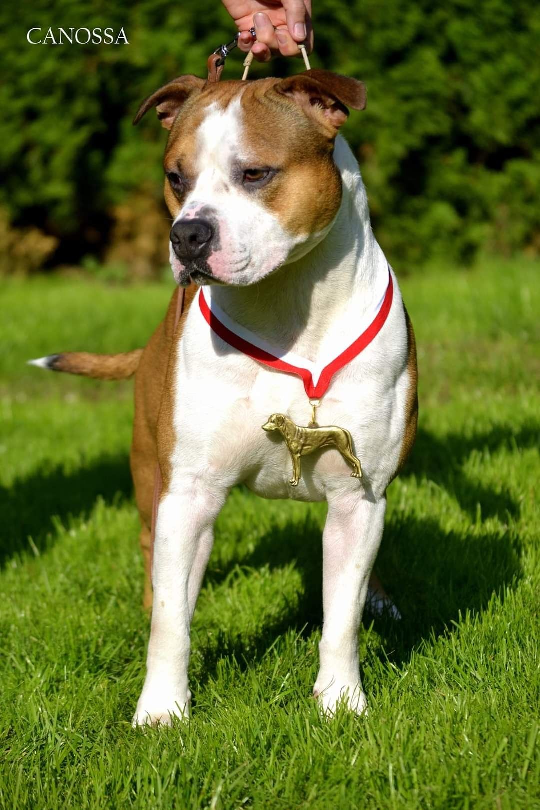 Zapowiedz kwietniowego miotu! Amstaff ZKwP FCI