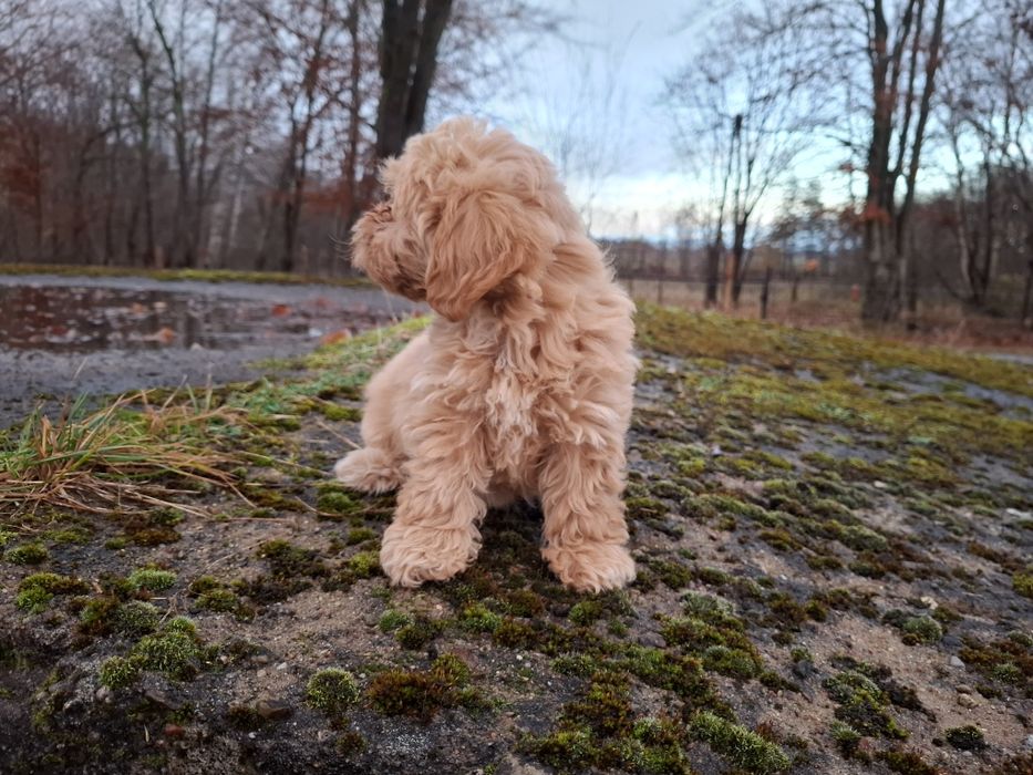 maltipoo szczeniak
