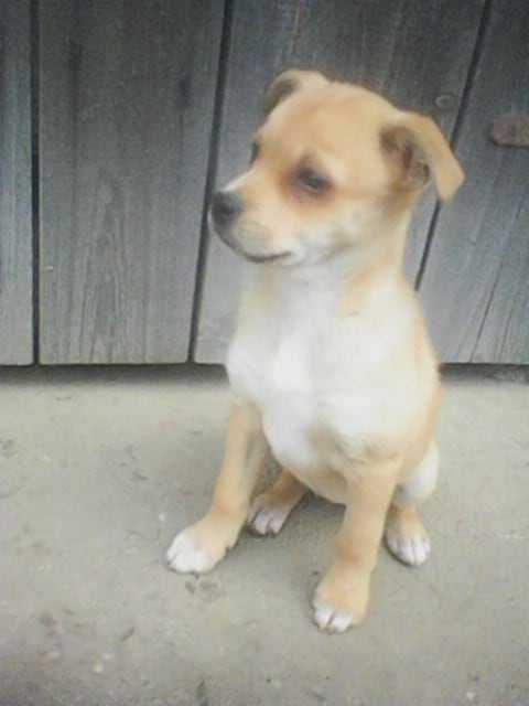 Oddam małą suczkę