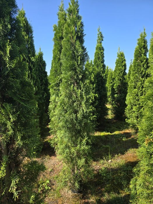 Tuja Smaragd 200-250 cm tuje szmaragd żywopłot wolsztyn laurowiśnia