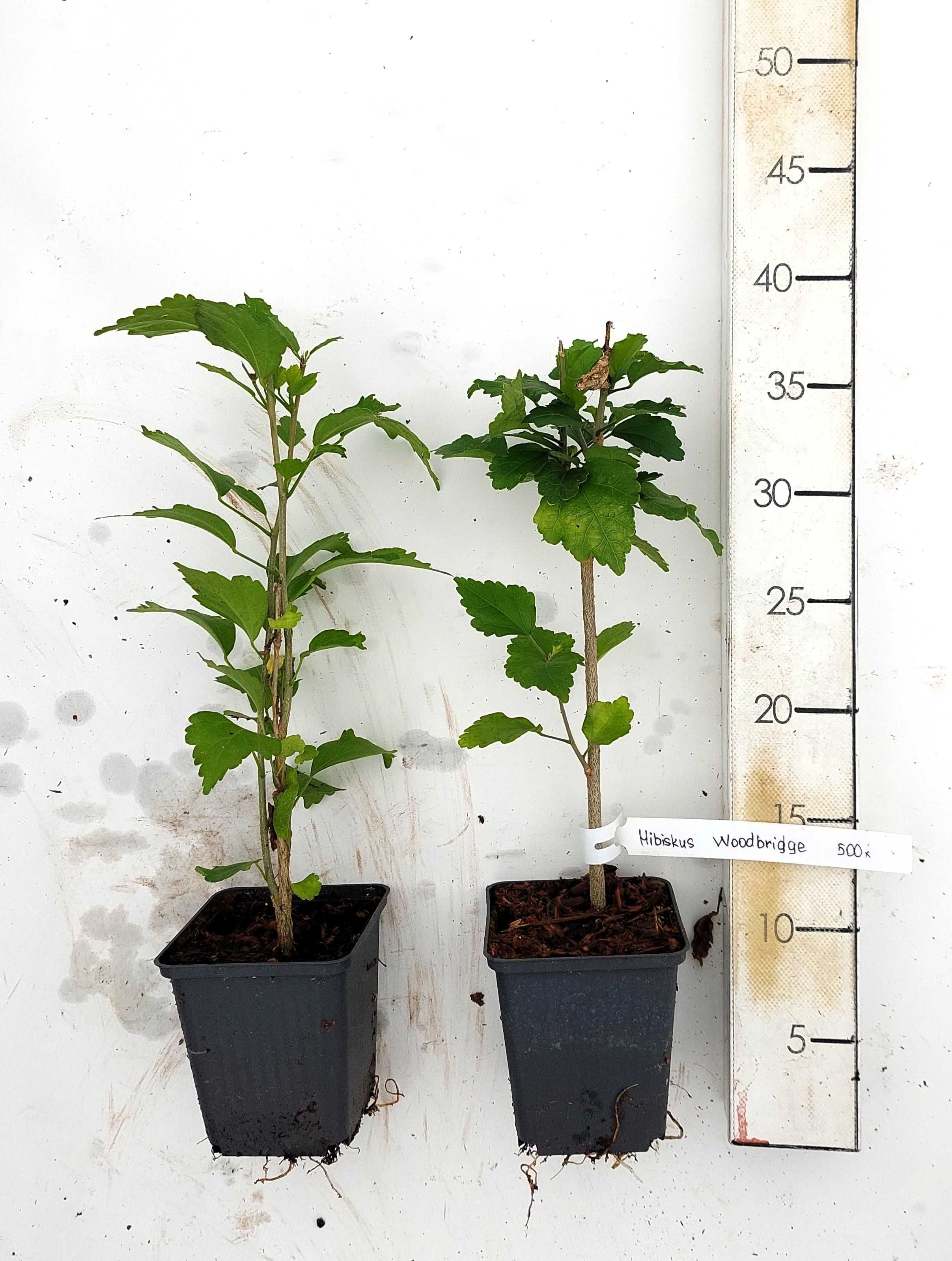 Sadzonki Hibiskusa | Hibiskus Woodbridge | 2-letnie| certyfikat CAC|P9