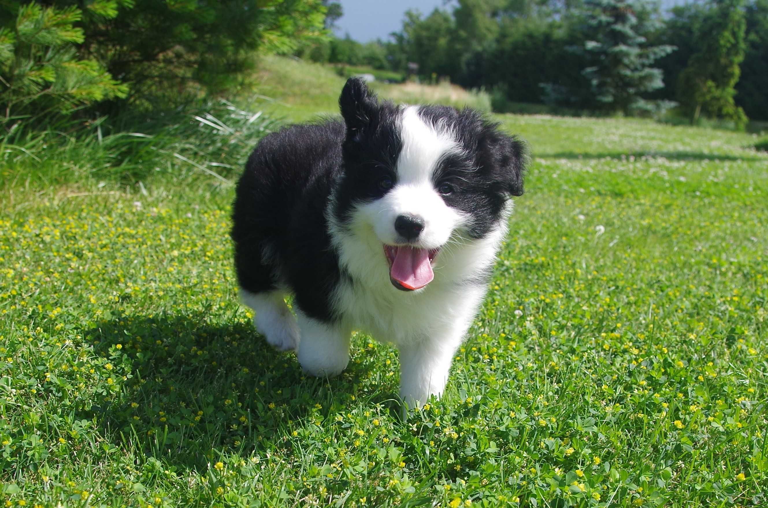 Border Collie - ZKwP/FCI śliczny piesek po Championach