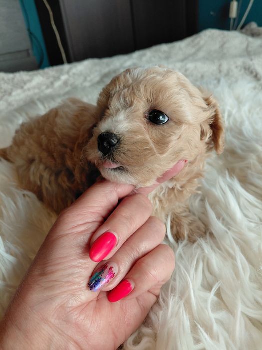 Maltipoo - piesek