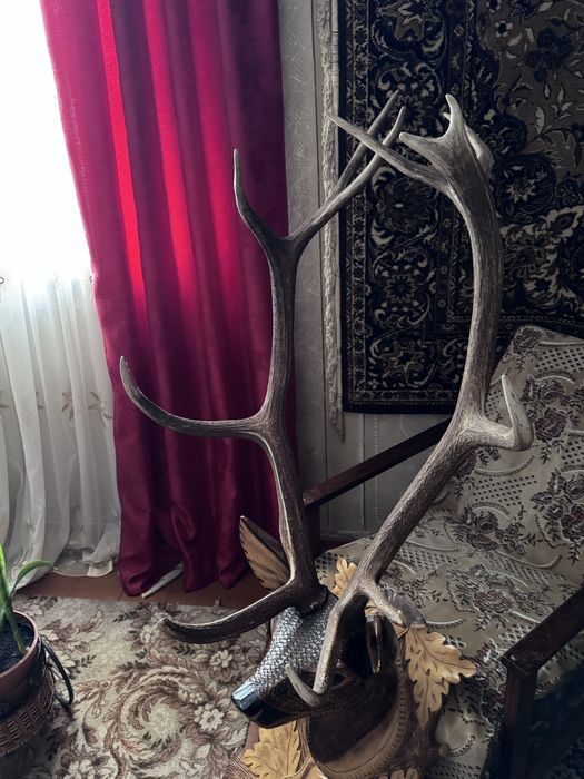 Роги благородного оленя