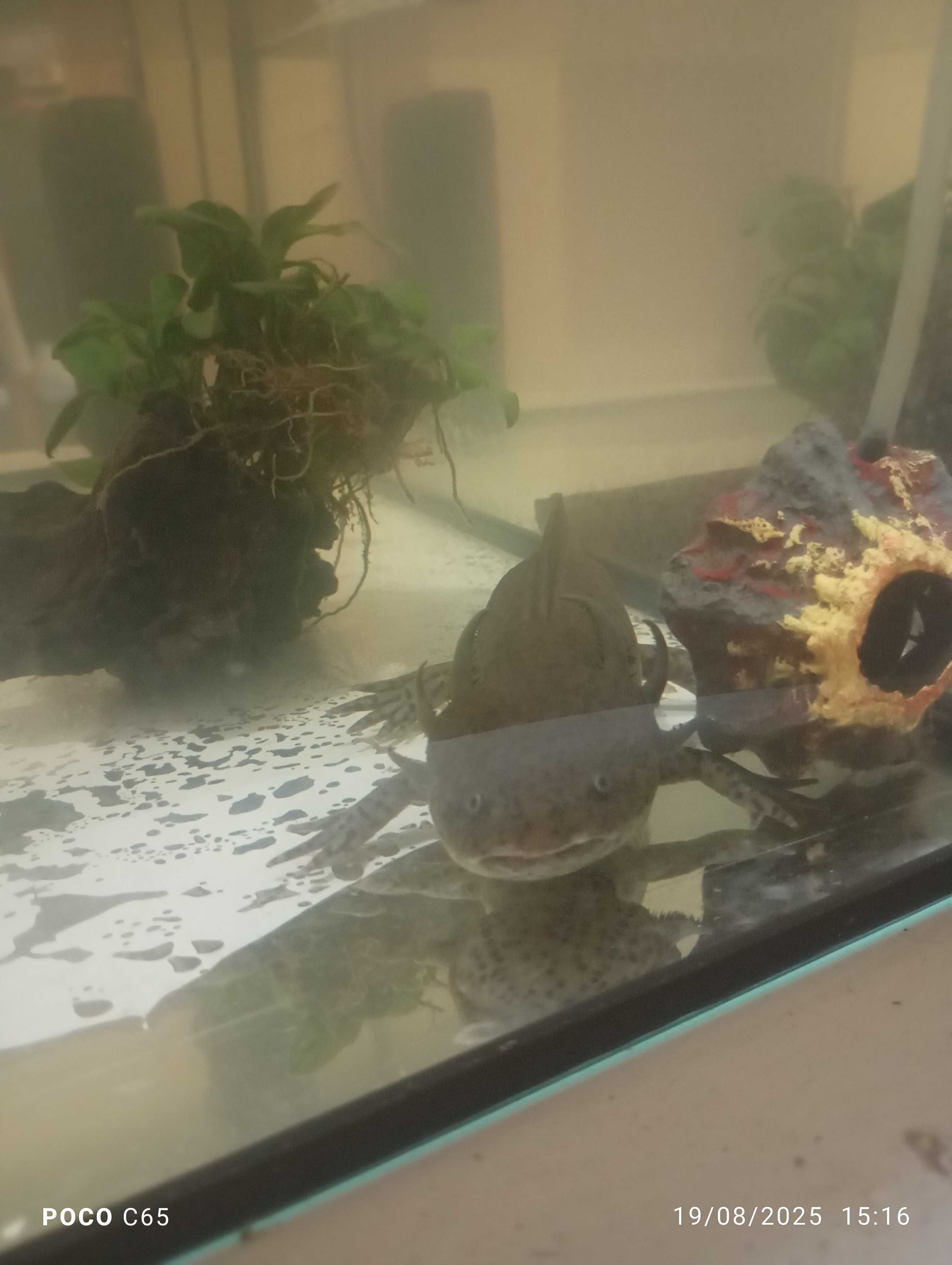 Vendo axolote 23 cm 1 ano de idade