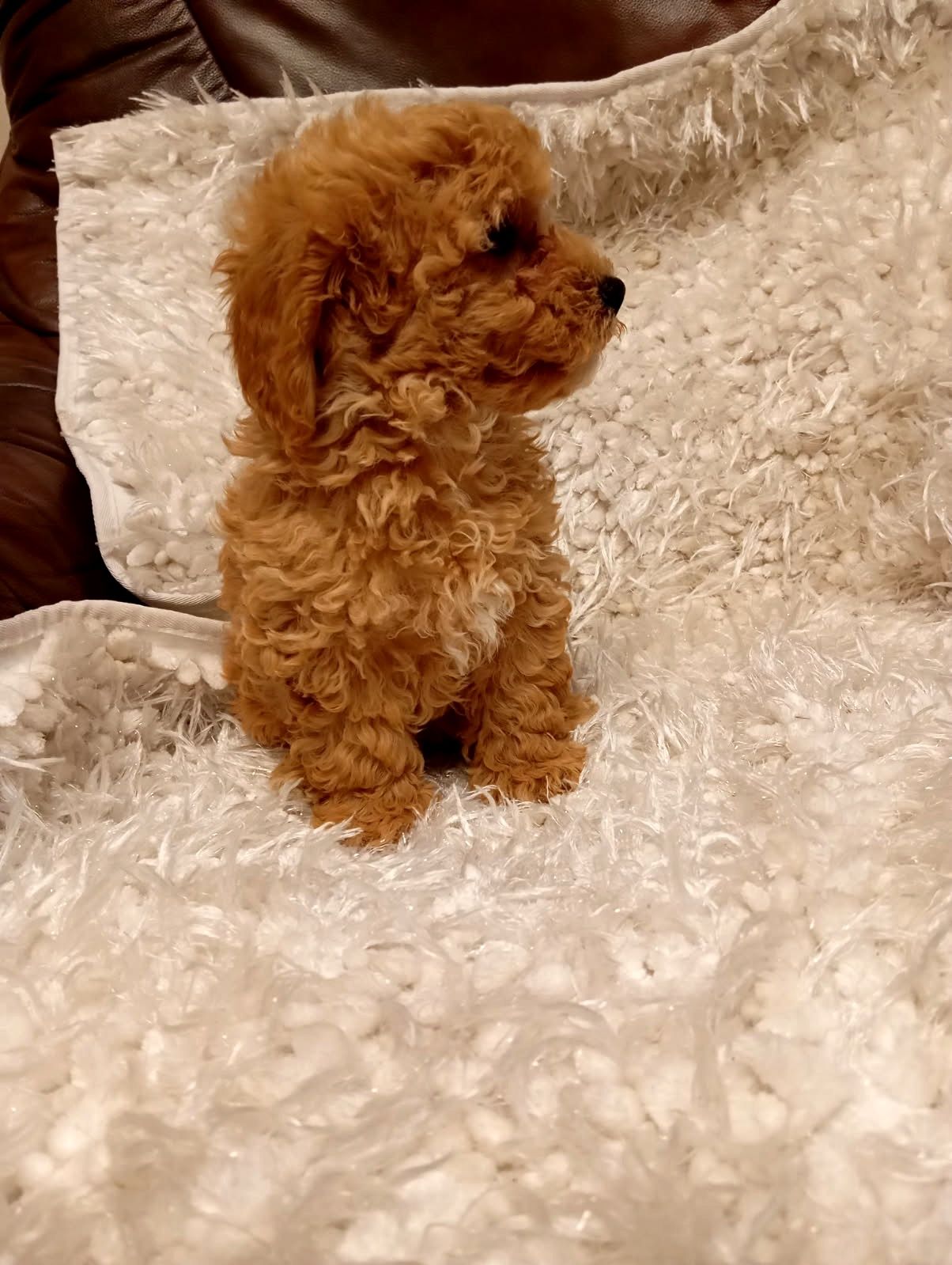Cavapoo piękna  suczka