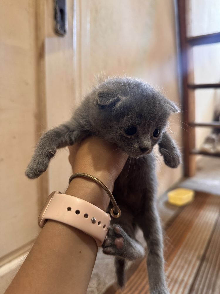 дуже красиве кошенятко