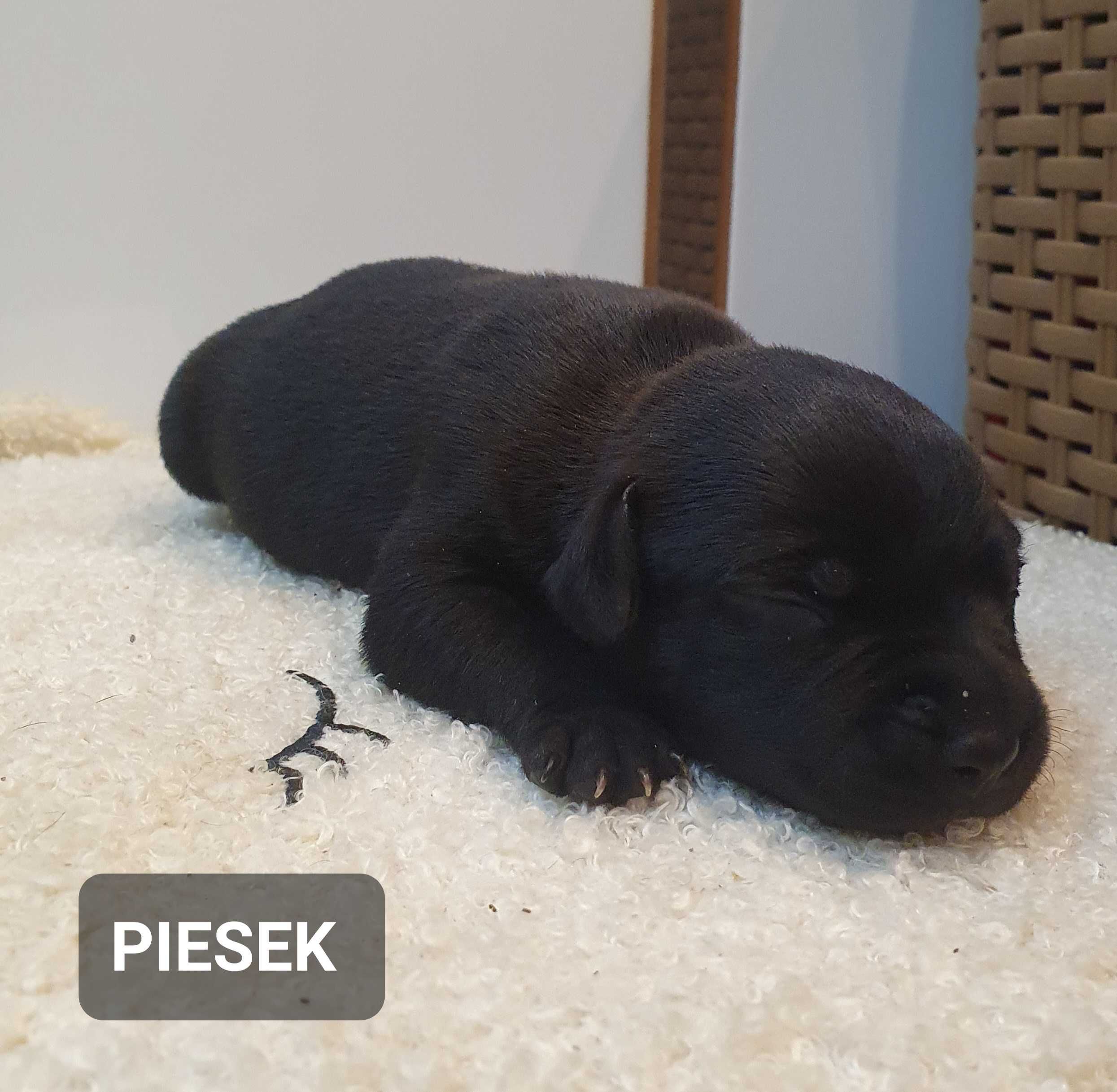 Staffordshire bull Terrier -Staffik- CZARNY Piesek
