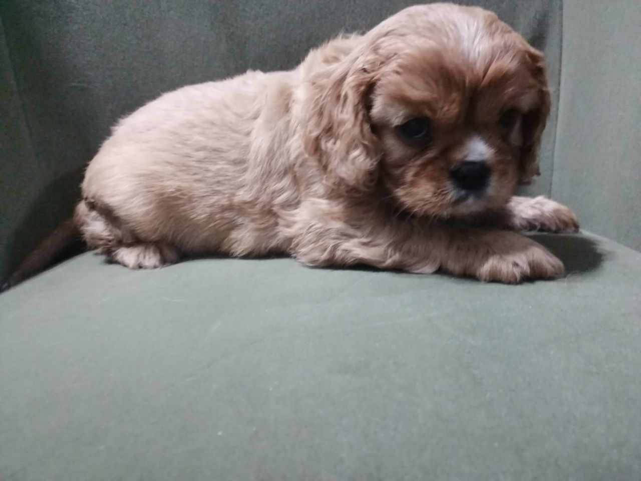 Sunia Cavalier King Charles Spaniel ruby