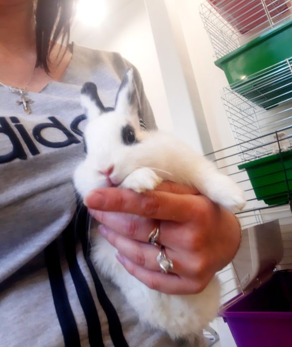 Карликовый мини кролик с новой клеткой+1кг корма в подарок