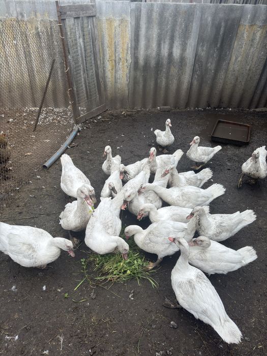 Продам мускусних качок