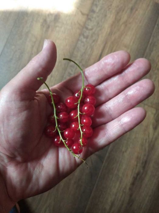 Саженцы красной смородины