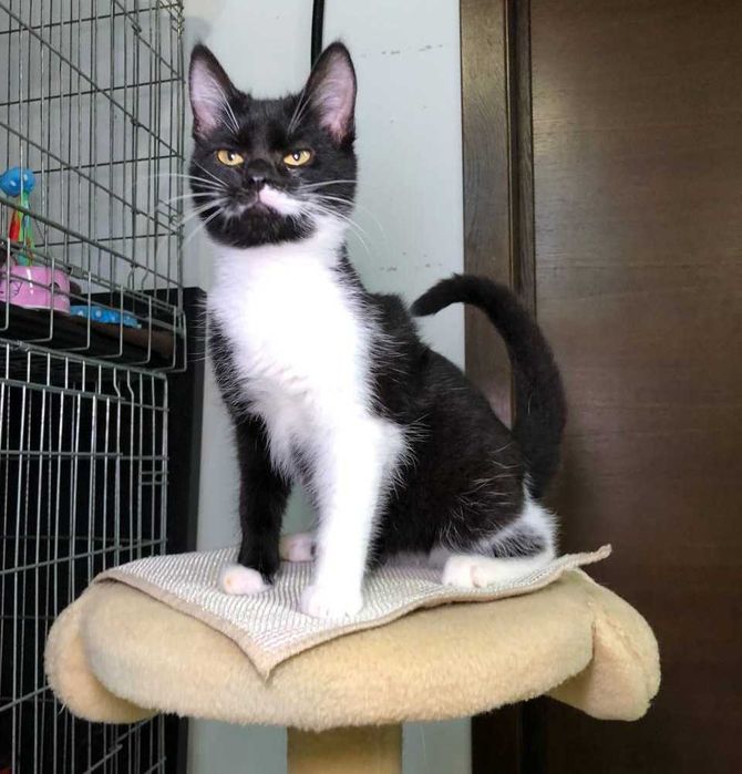 Кошенятко Марсі  ручна, добра, грайлива дівчинка, їй 3,5 місяці.