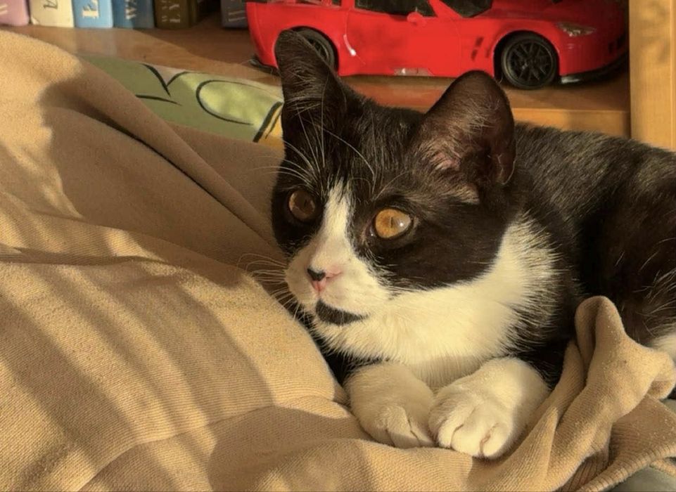 Oddam 7 miesieczna kotkę