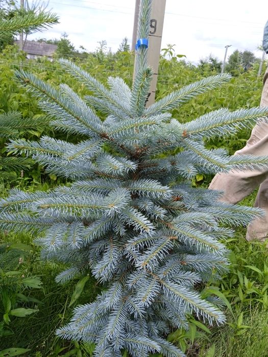 Ялинка голуба, сиза.