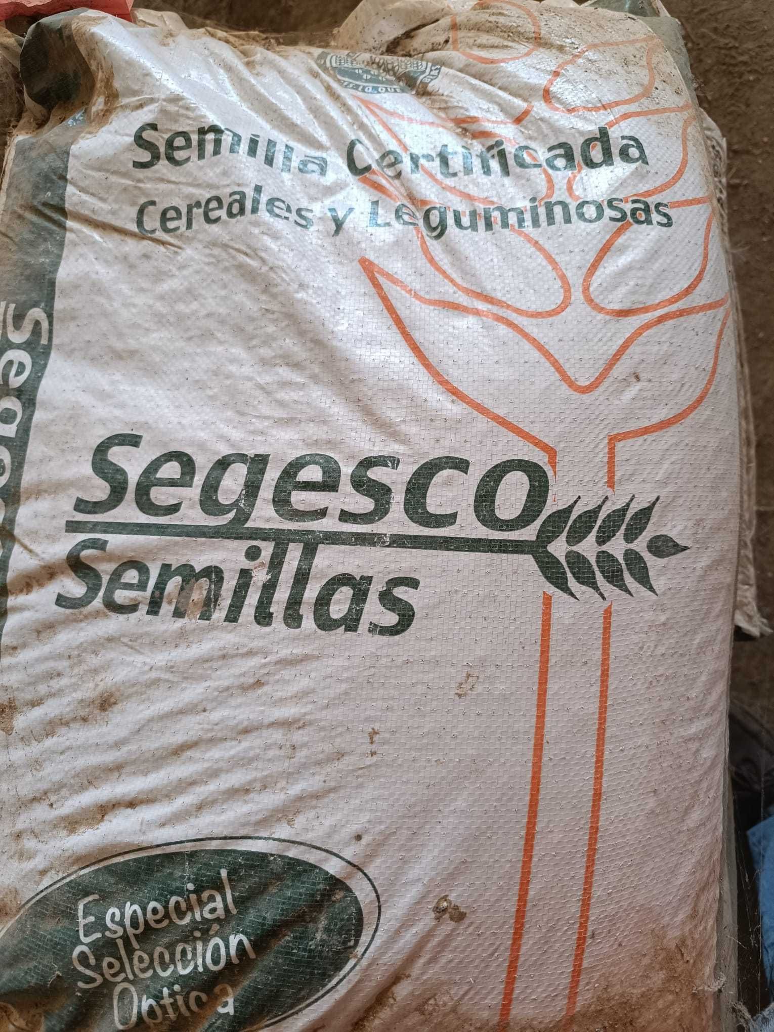 Semente certificada Fava