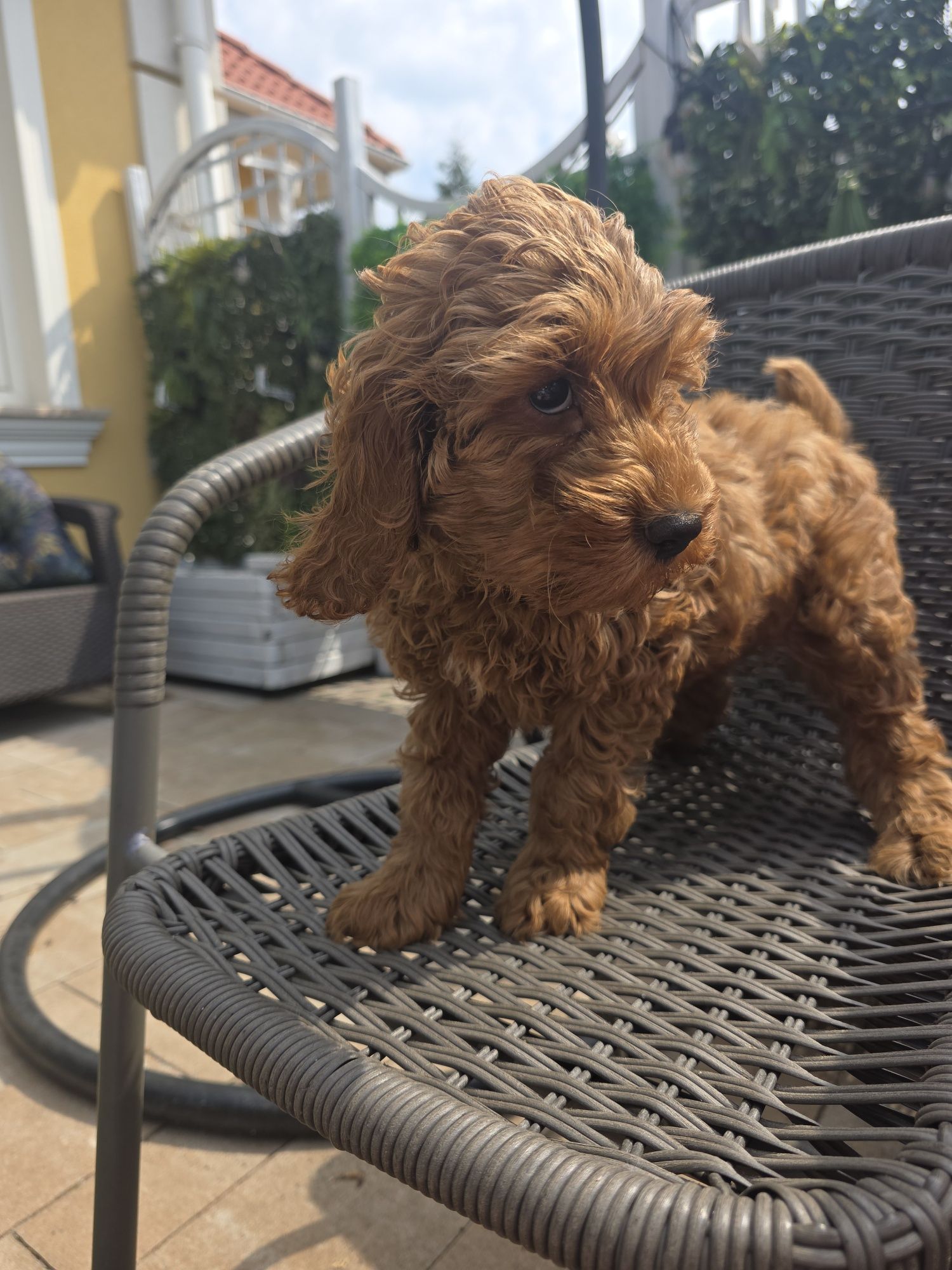 Cockapoo samczyk cocker spaniel I pudel