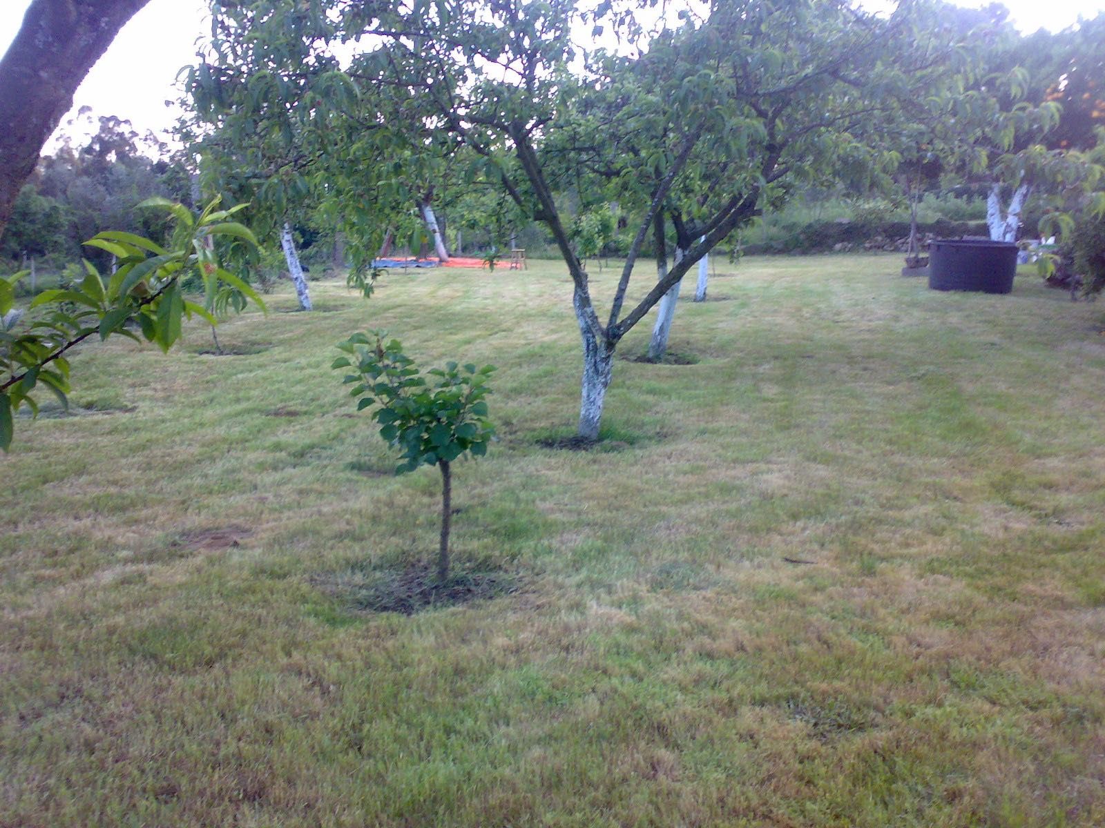 Terreno em cadastro de propriedade rustica em Freixo, Serrazes