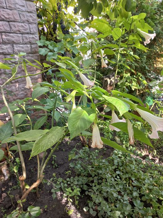 Бругмансия - травянистый одревесневающий многолетник