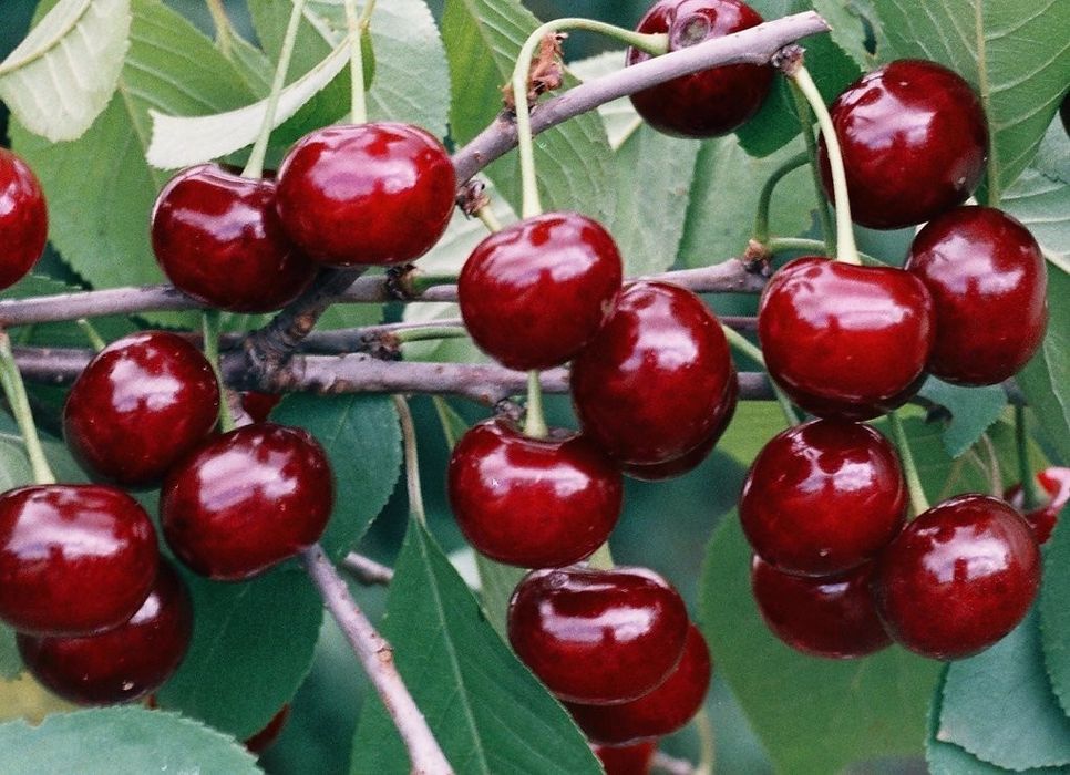 Саженцы вишня чернокорка