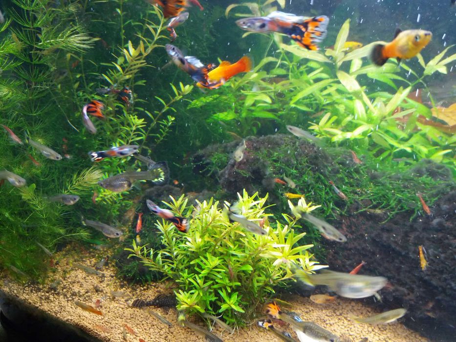 gupiki samice i samce