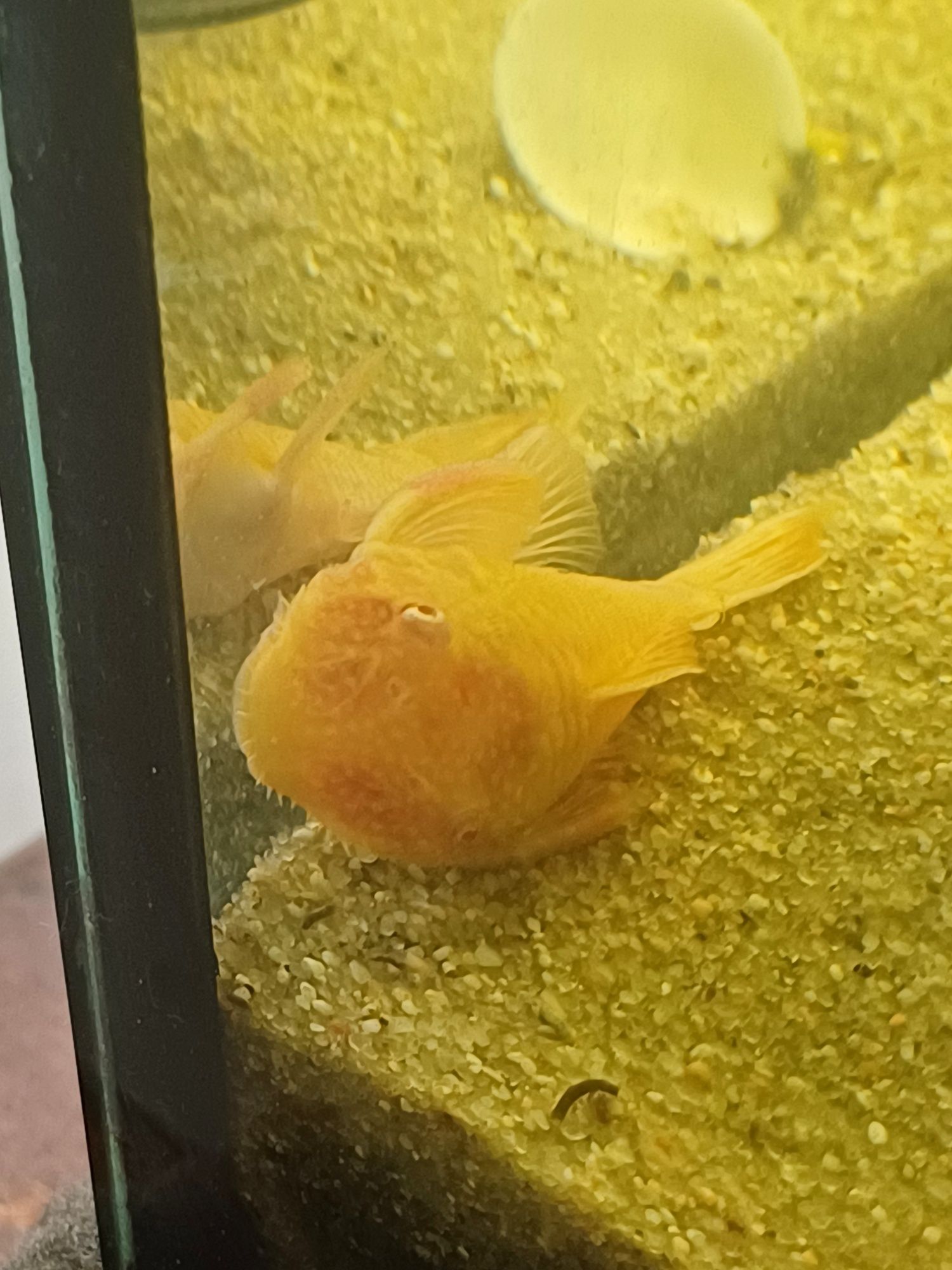 Casais ancistrus